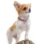 Load image into Gallery viewer, Gold dog Chain - Crystal Heart Pets Collar
