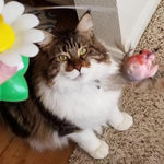 Load image into Gallery viewer, Interactive Bird Toy For Cats
