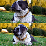 Load image into Gallery viewer, Heavy Duty Metal Chain Collar for Large Dogs
