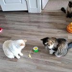 Load image into Gallery viewer, Interactive Bird Toy For Cats
